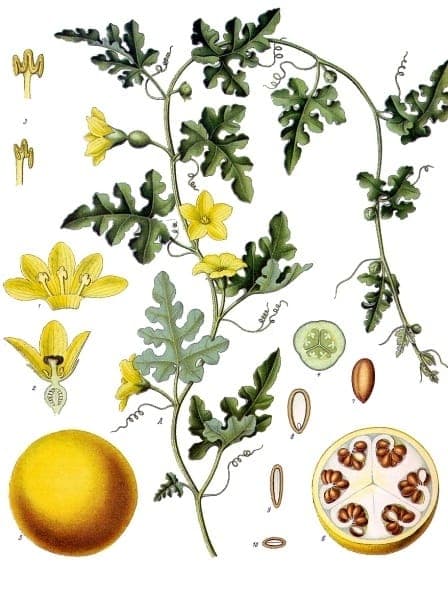 Citrullus colocynthis mit gelben Blüten