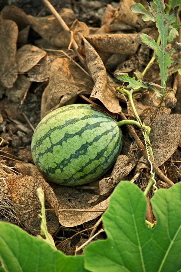 Wassermelonen wachsen auf dem Feld mit ausgebreiteten Ranken und großen Früchten