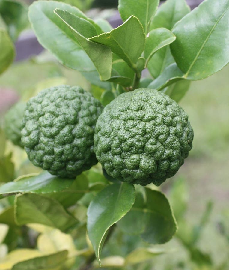 Citrus hystrix tree with green leaves and small bumpy fruits