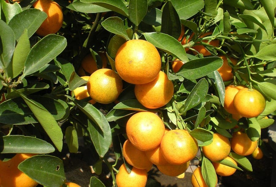 Kleine orangefarbene Kumquats hängend von grünem Laub