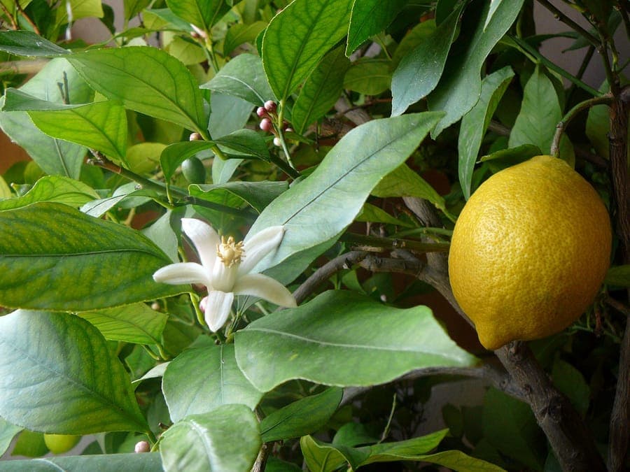 Citrons jaunes suspendus au feuillage vert du citronnier