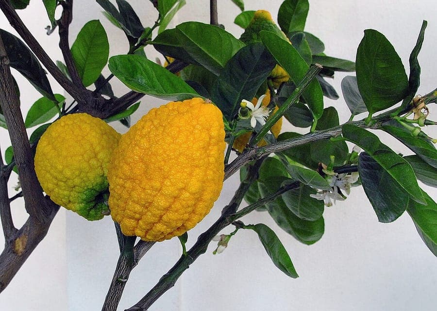 Citrus medica citron fruit tree with ripe fruits