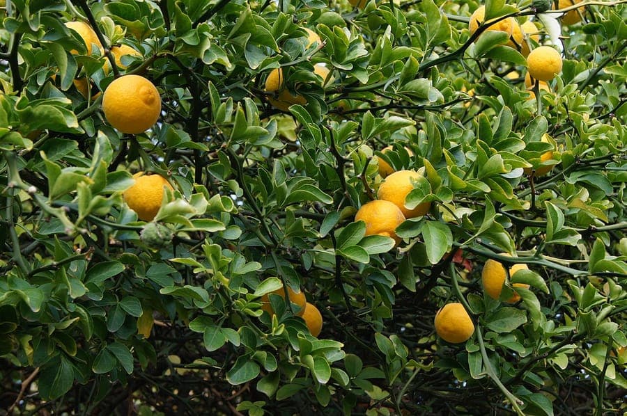 Citrus trifoliata mit weißen Blüten und grünen Früchten