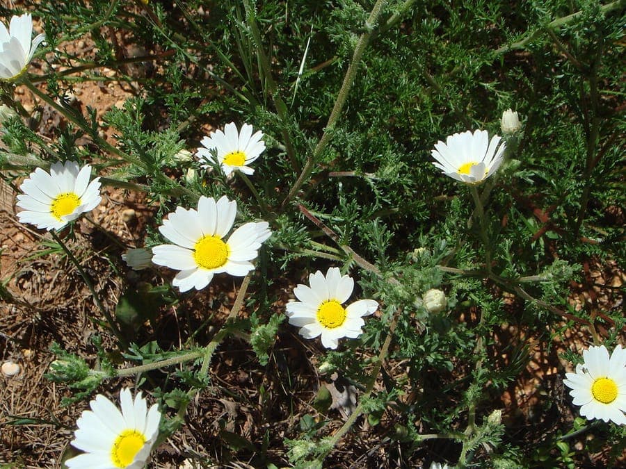 Gemischte Spornkamille mit weiss-gelben zarten Blumen