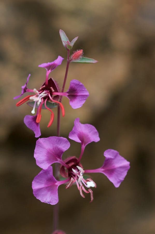 Image de la plante