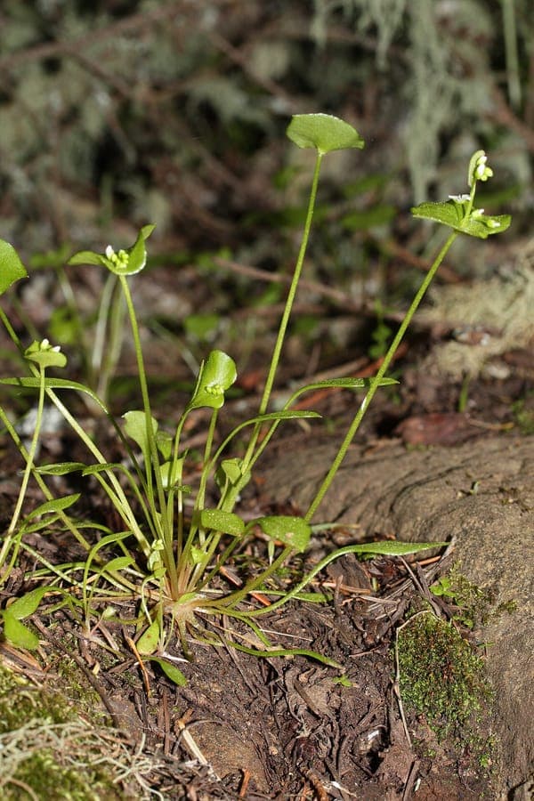 Witte winterpostelein (Claytonia perfoliata) in volle bloei op een zachtverlichte voorjaarsgrond