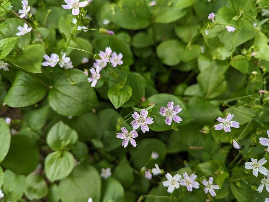 Candy-flower blooming in a woodland garden, nestled among ferns and early spring bulbs