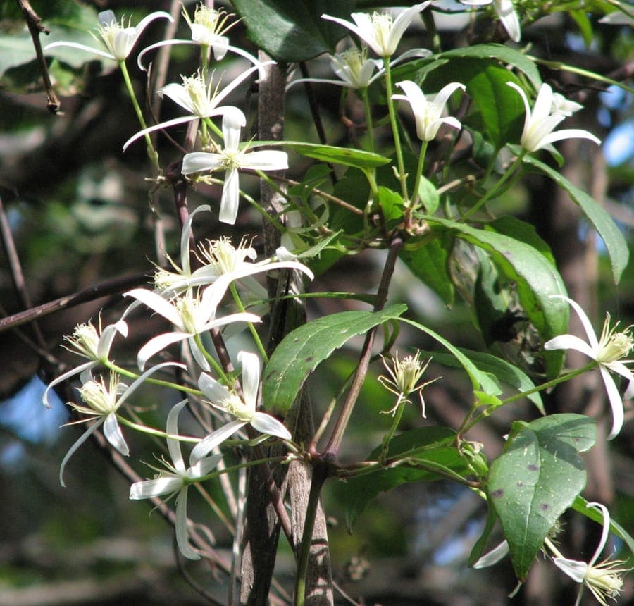 Clematis aristata flowers in close-up
