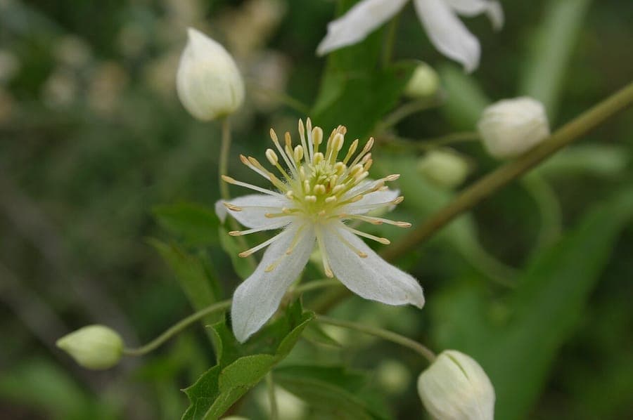 Fleurs elegantes de Clematis brachiata sur feuillage robuste