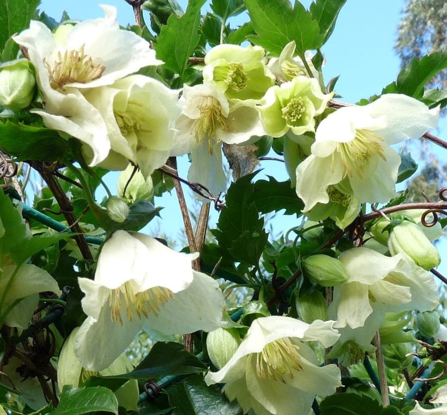 Clematis cirrhosa in full bloom against a stone wall, showing delicate white nodding flowers and feathery seed heads