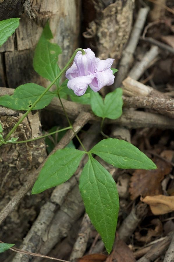 Gekrulde clematis bloemen met karakteristieke golvig gekrulde bloembladen