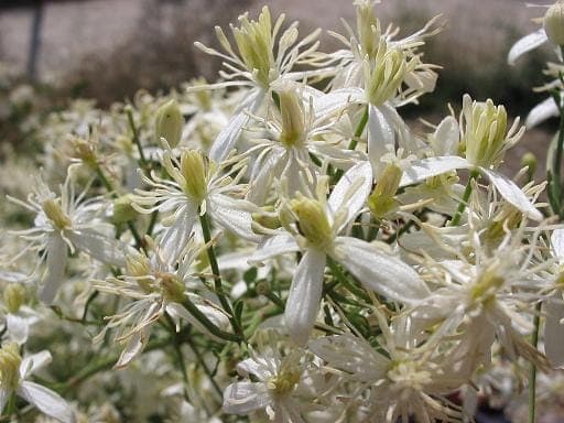 Fragrant clematis in full bloom against a stone wall