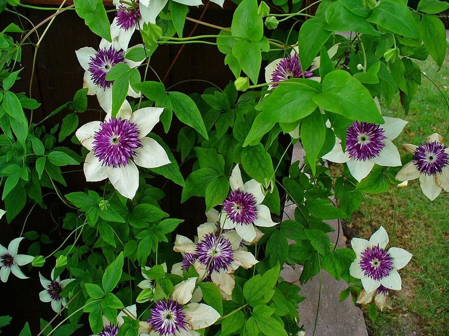 Clematis florida with characteristic white flowers