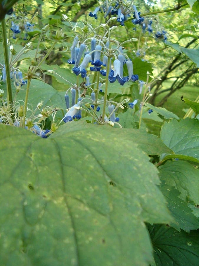 Hyacinth-flower clematis with blue flowers and green foliage