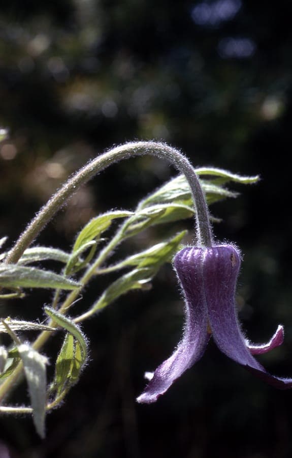 Hairy clematis with characteristic purple flowers
