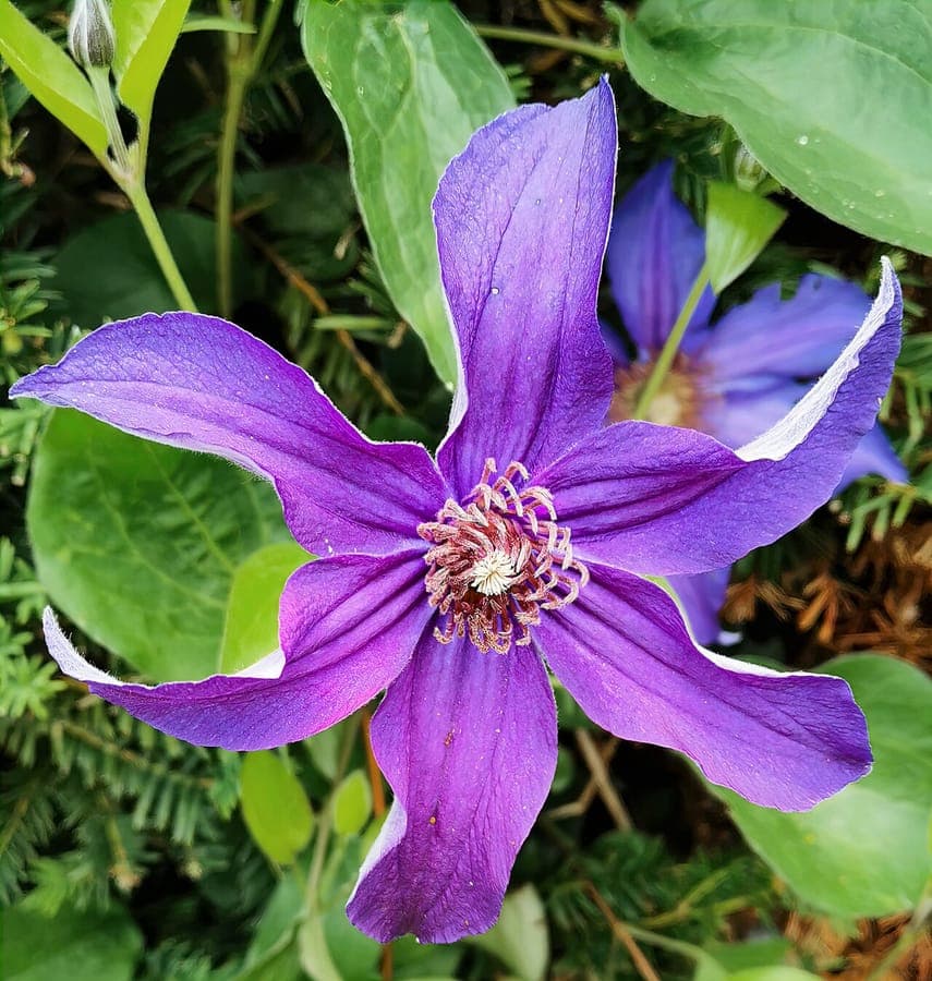 Solitary clematis with nodding blue-purple flowers in a summer border setting