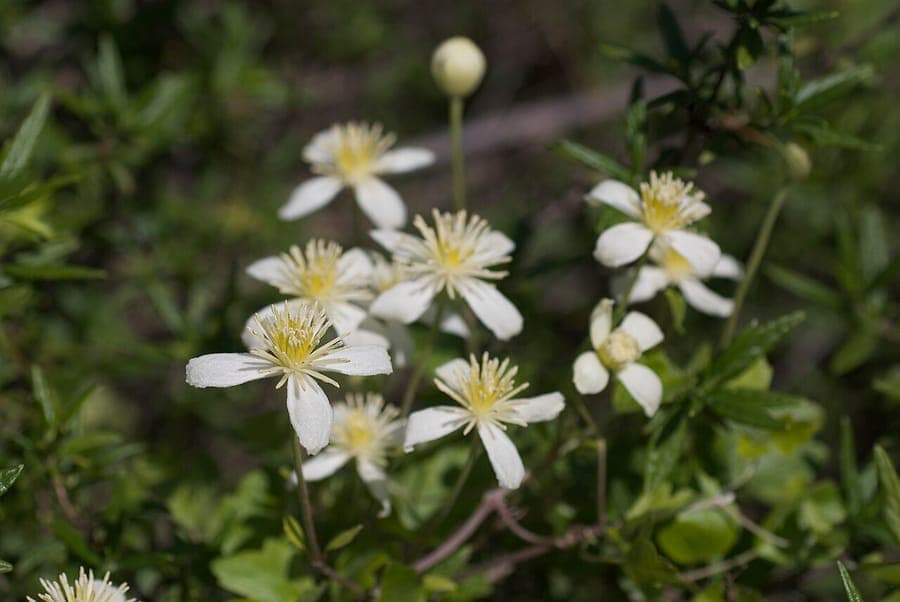 Clematis lasiantha clematis tuyau avec fleurs blanches poilues