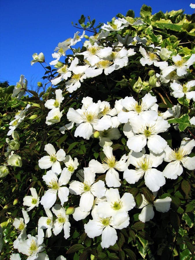 Himalayan clematis in full bloom covering a wooden trellis in spring sunlight
