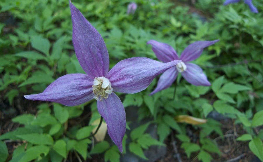 Clematis occidentalis purple clematis with delicate purple-blue flowers and feathery seed heads