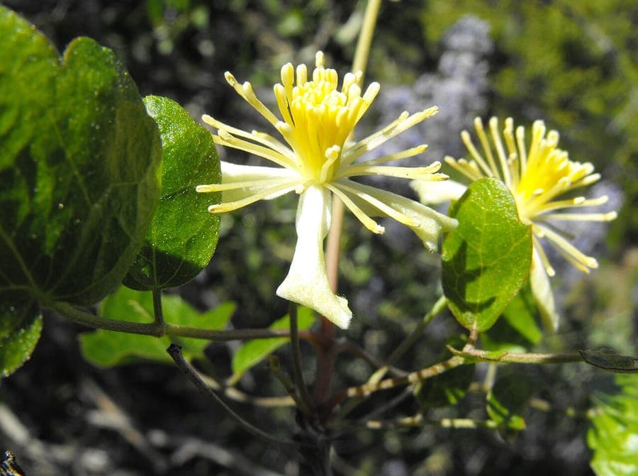 Clematis pauciflora ropevine with white flowers