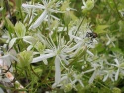 Ground virginsbower in full bloom with delicate white flowers in a summer garden