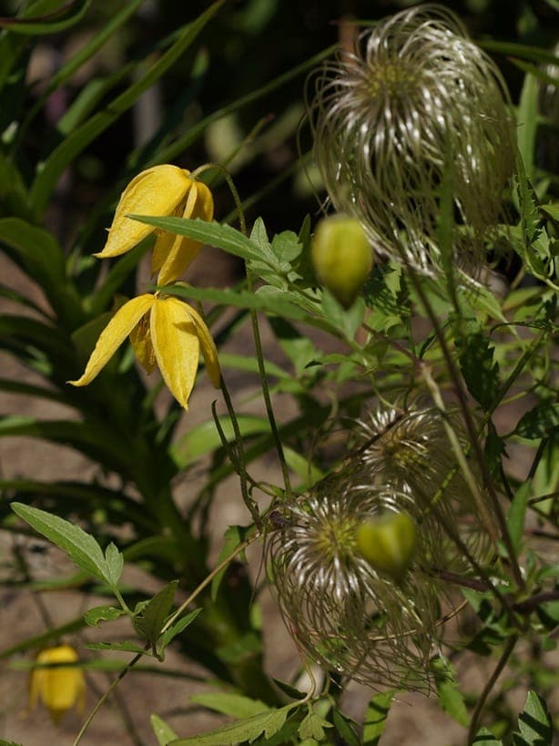 Orange, bell-shaped flowers of the Orange-peel clematis unfurling in late summer
