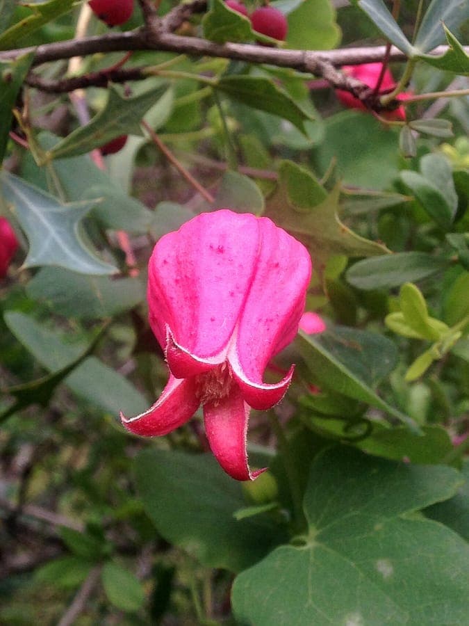 Clematis texensis with characteristic red flowers