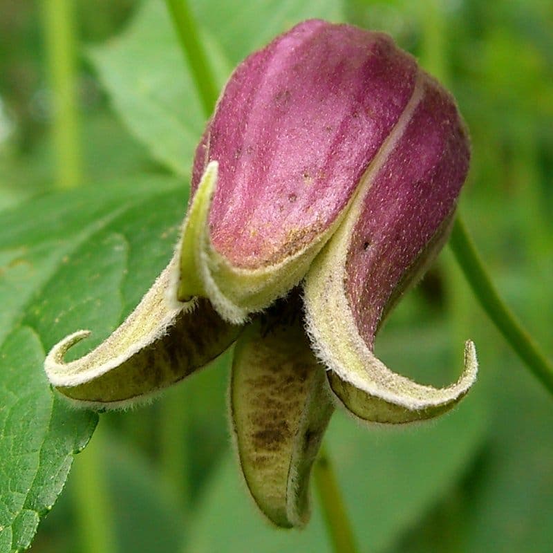 Clematis viorna - Leather-flower
