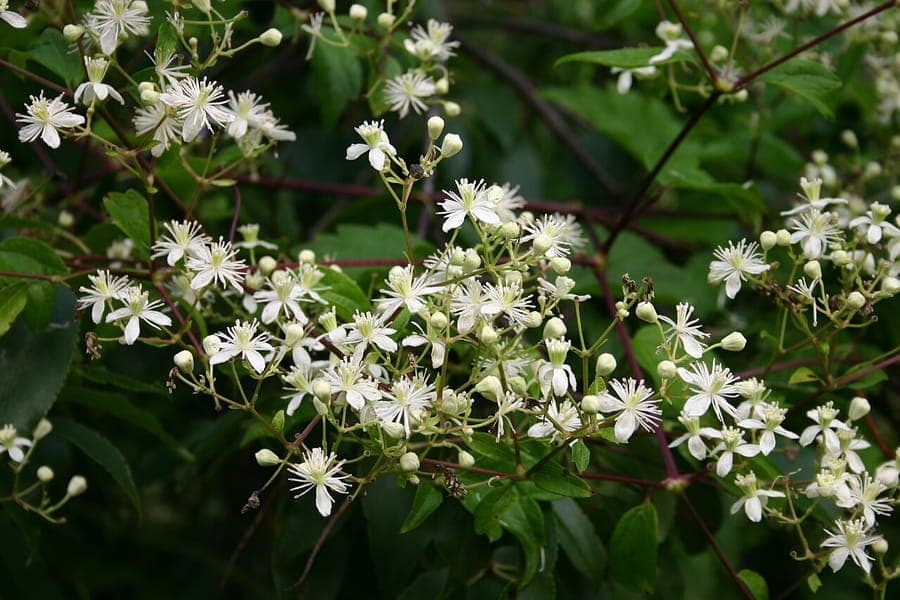 Image de la plante