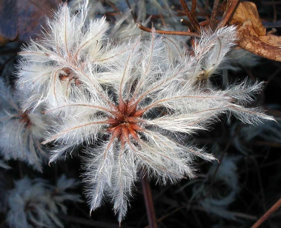 Echte Waldrebe mit zarten weißen Blüten und flauschigen Samenständen am Waldrand