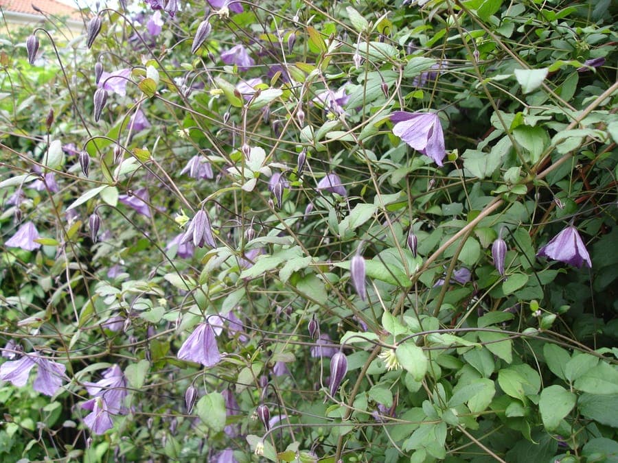 Italienische Waldrebe in voller Blüte an einer Holzpergola