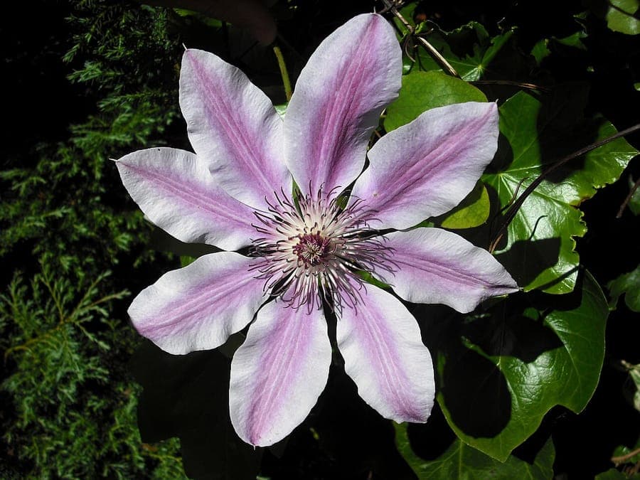 Large purple clematis flowers in full bloom against a wooden pergola