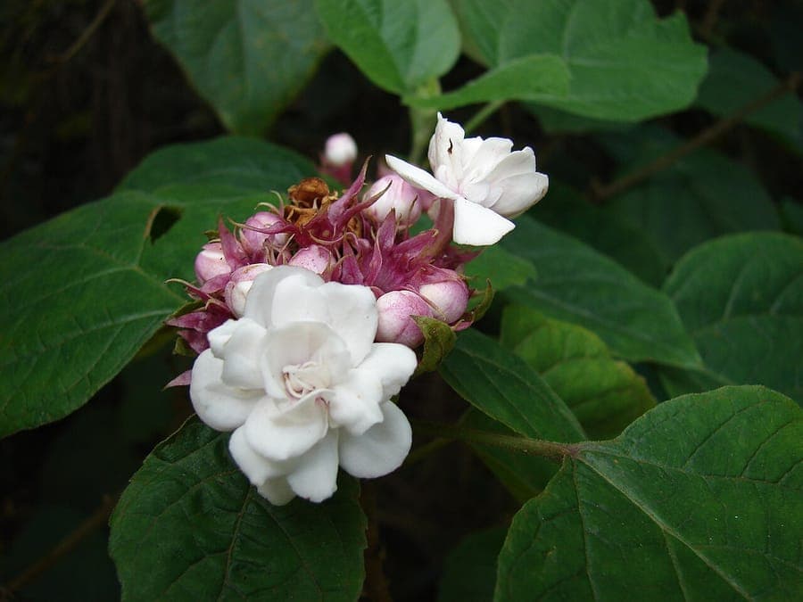 Clerodendrum chinense plant with pink-white flowers