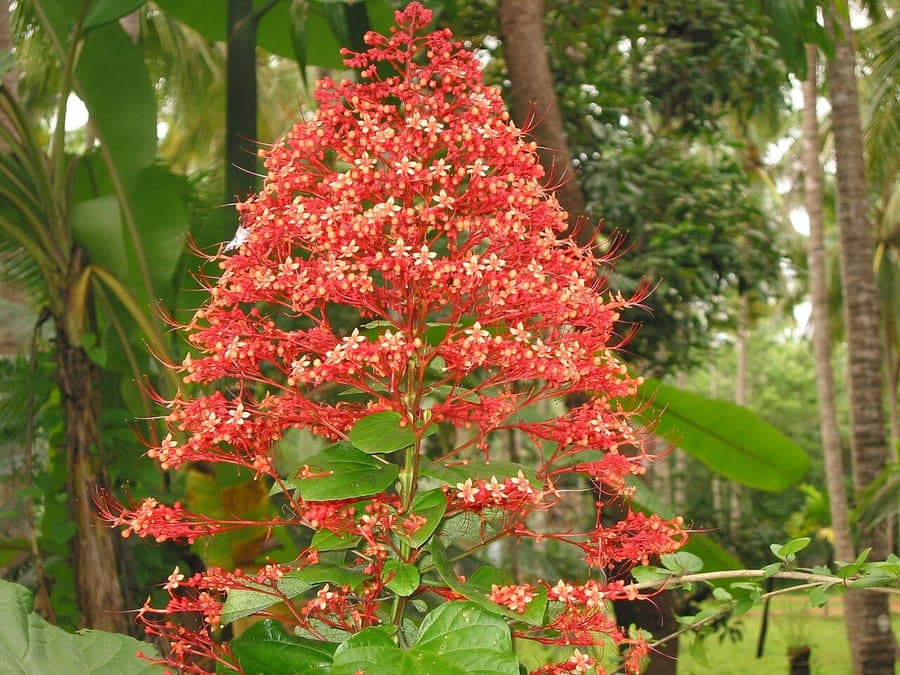 Red pagoda flower clusters with green foliage