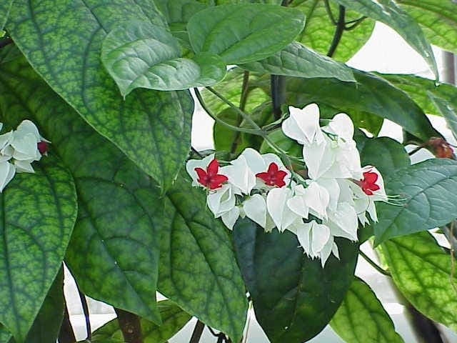 Bleeding Heart Glorybower with red and white heart-shaped flowers