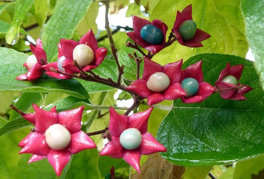 Clerodendrum trichotomum mit wei§en Bluten und charakteristischen roten Kelchen