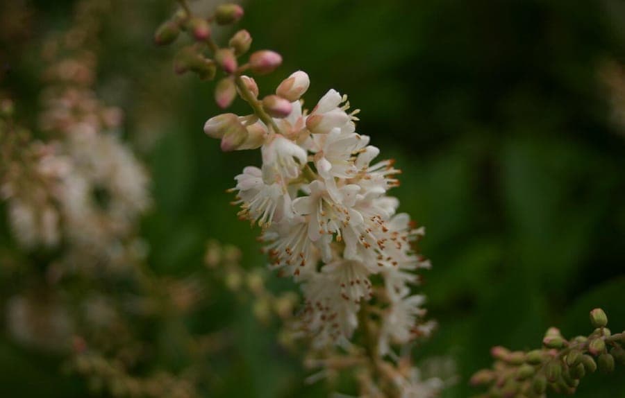 Clethra alnifolia white flowers in dense racemes