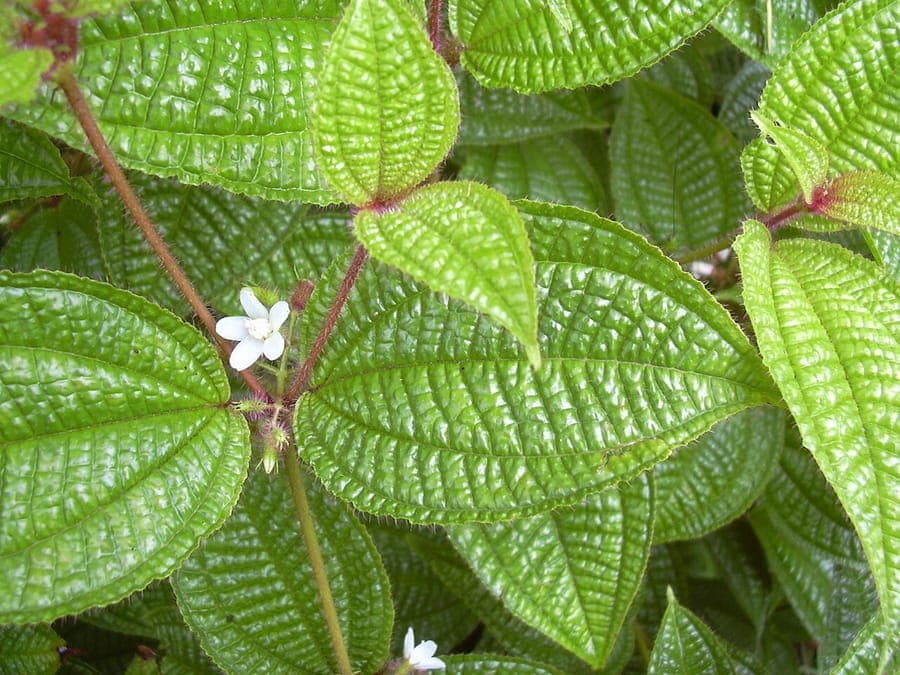 Clidemia hirta plant with white flowers