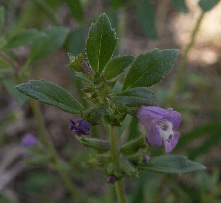 Basil thyme displaying purple flowers arranged in whorl formations