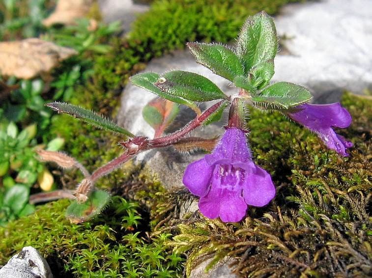 Clinopodium alpinum pink-purple flowers