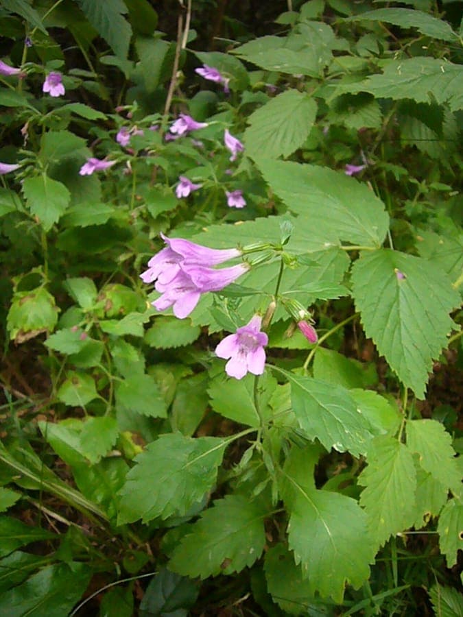 Rose-purple flowers of Greater calamint