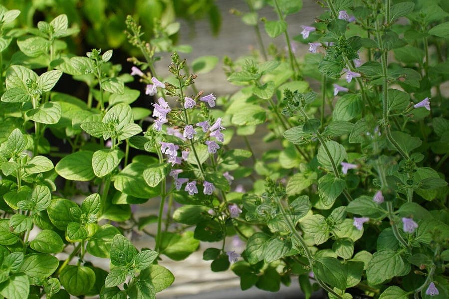 Lesser calamint in full bloom in a sunny border setting