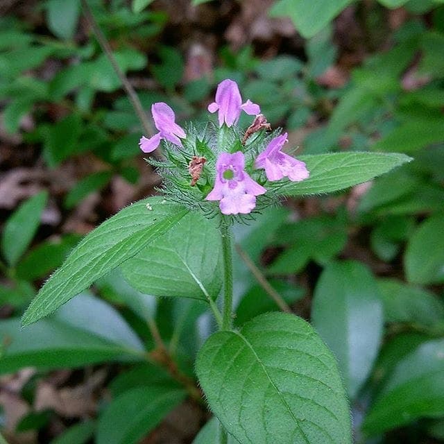 Clinopodium vulgare with purple flowers in full bloom in a sunny garden setting