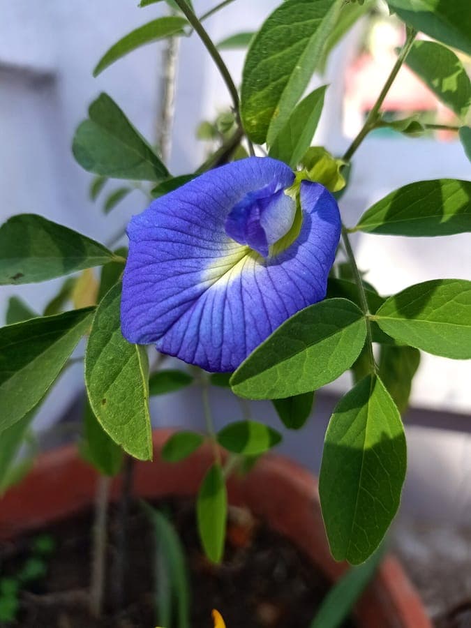 Clitoria ternatea met felblauw bloem