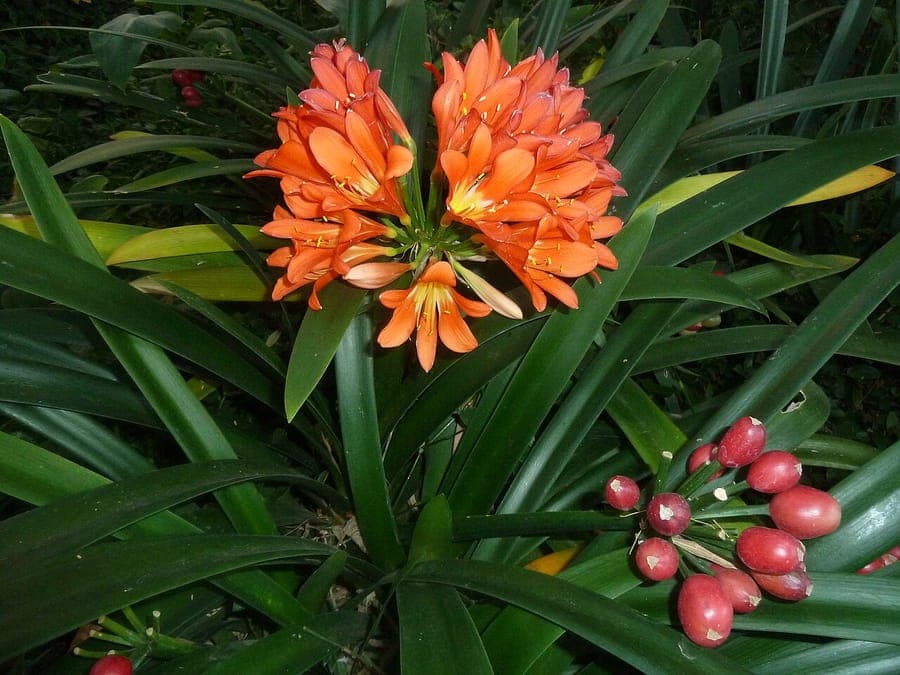 Bush lily orange flowers with glossy dark green foliage backdrop