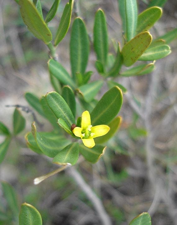 Spurge olive with yellow flowers and red berries