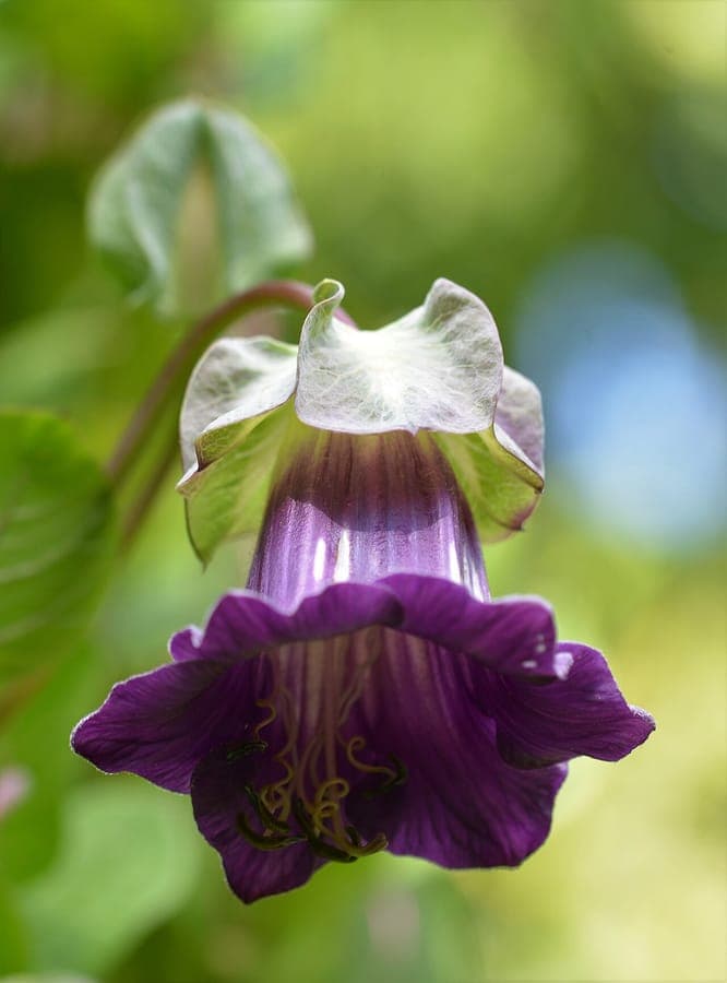 Cobaea scandens with purple bell-shaped flower