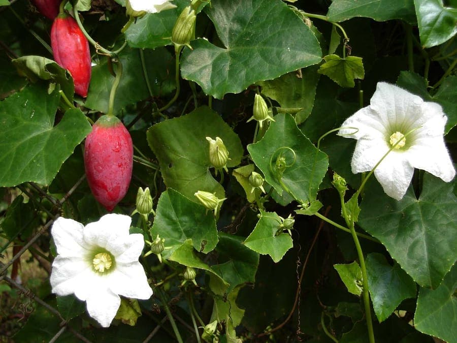 Coccinia grandis ivy gourd with red fruits and white flowers on leafy vines