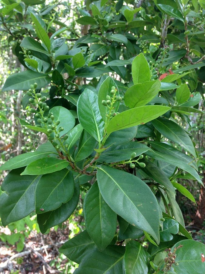 Coccoloba diversifolia habit shot showing glossy green leaves of the pigeon plum tree