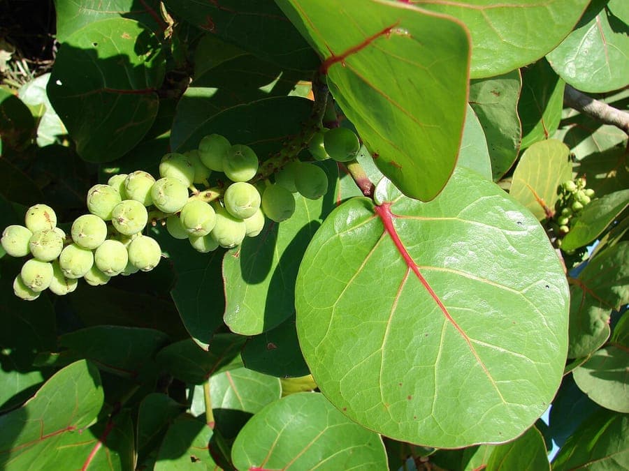 Coccoloba uvifera boom met grote bladeren en paarse vruchten